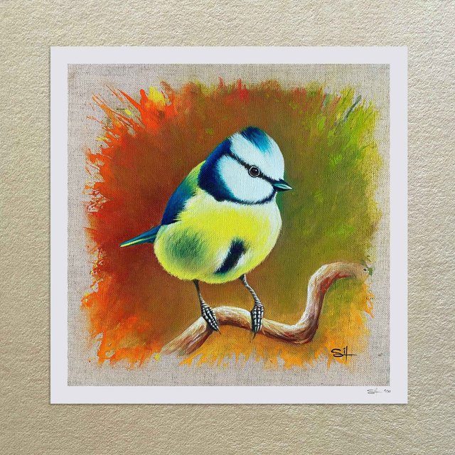 Mésange bleue