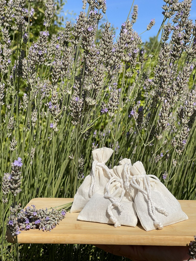 Lavande. Lot de 4 sachets