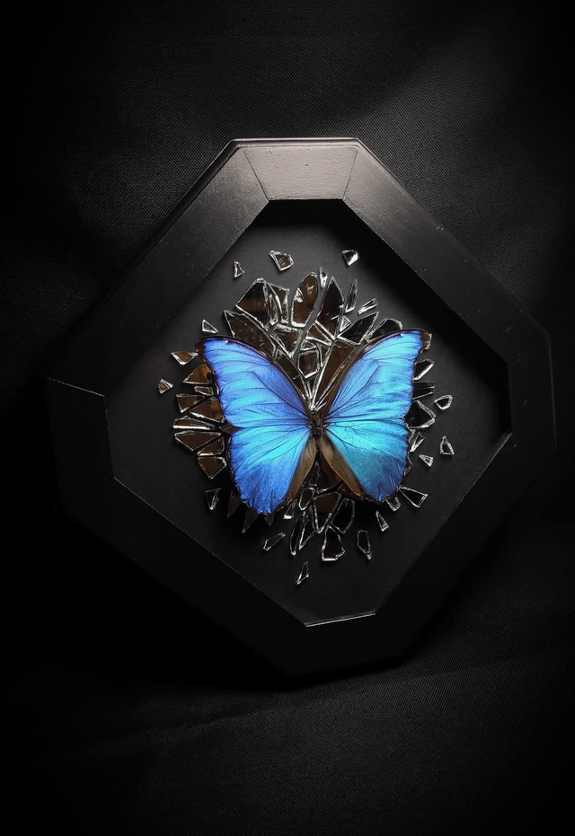 Cadre Miroir Brisé Papillon Morpho Godarti Assarpai