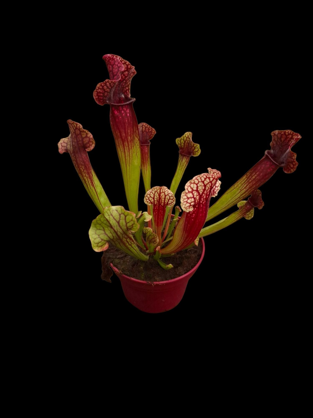 Sarracenia 'Judith Hindle'