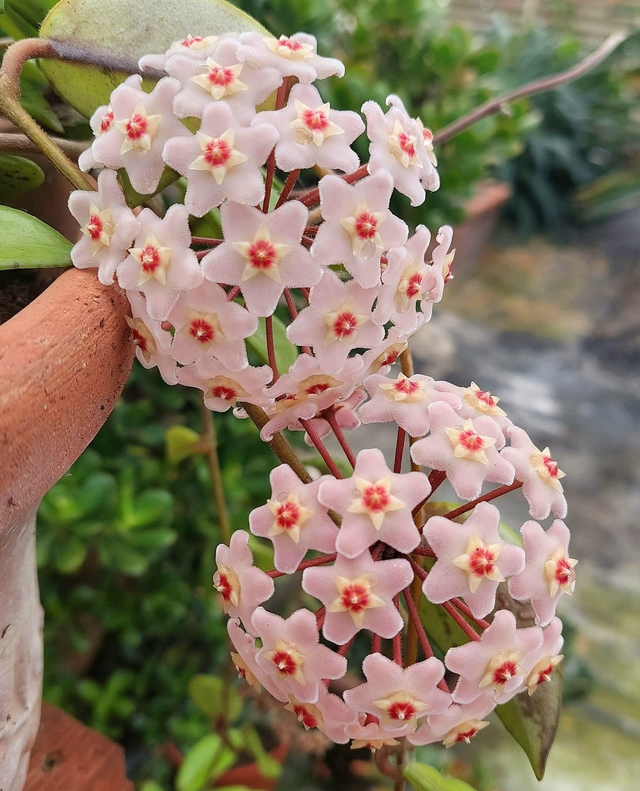 Hoya carnosa (Wax Plant) 
