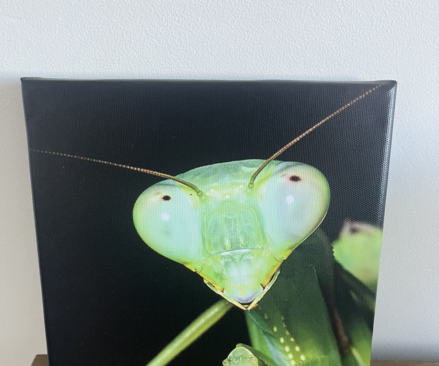 8” x 8” canvas - praying mantis