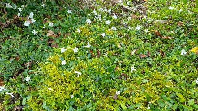 Vinca minor f. alba small white periwinkle - 9cm pot