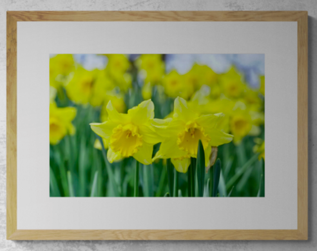 Golden Sea of Daffodils - Print