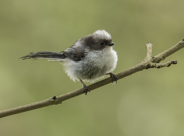 20 x 20cm Juvenile Long Tail Tit 