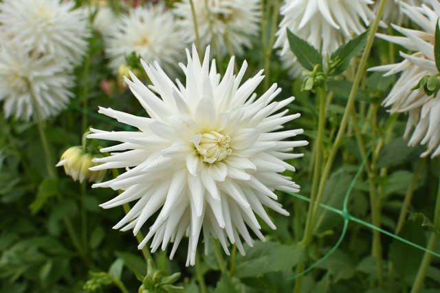 White Val’s Candy 436