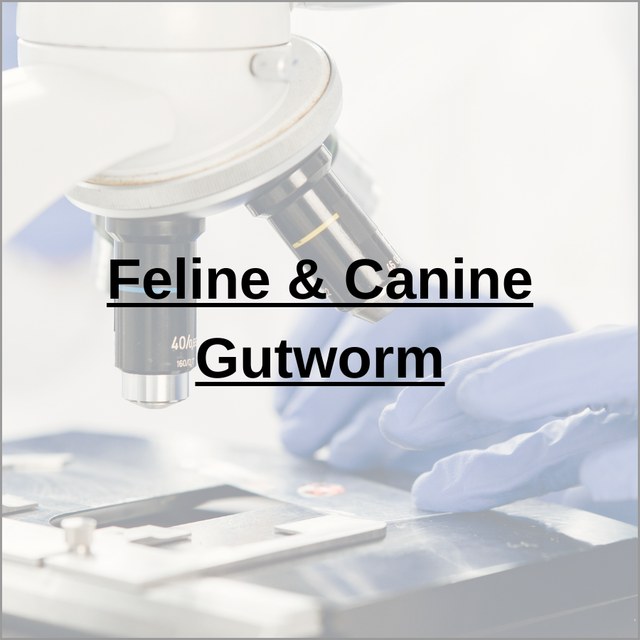 Feline &amp; Canine Gutworm