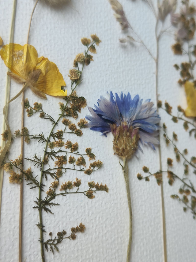 Herbier de fleurs pressées