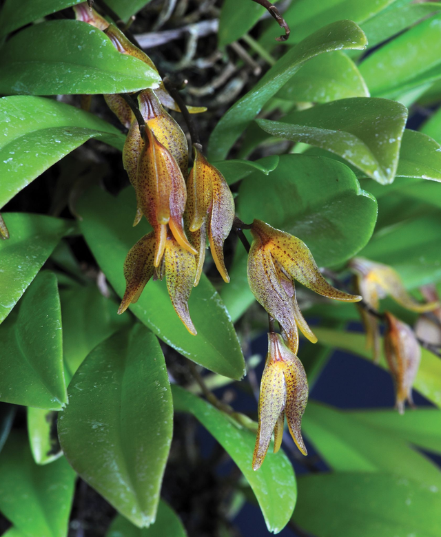 Soul's Grief Release Essence (Mother Tincture)