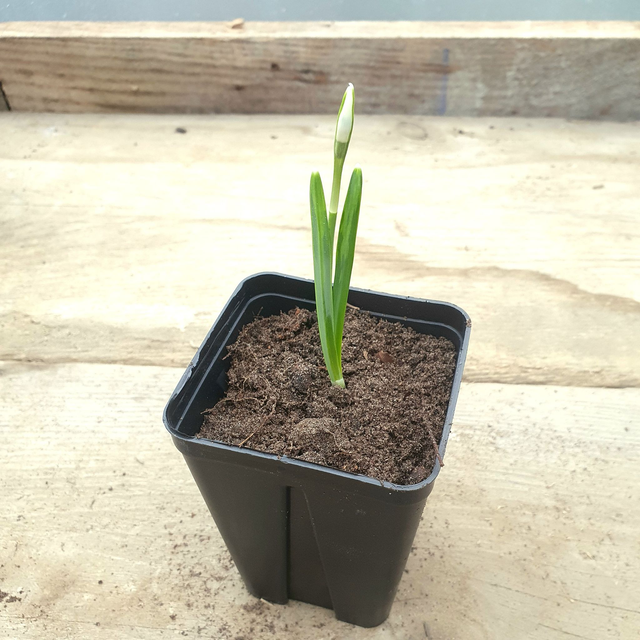 Perce-neige (Galanthus nivalis)