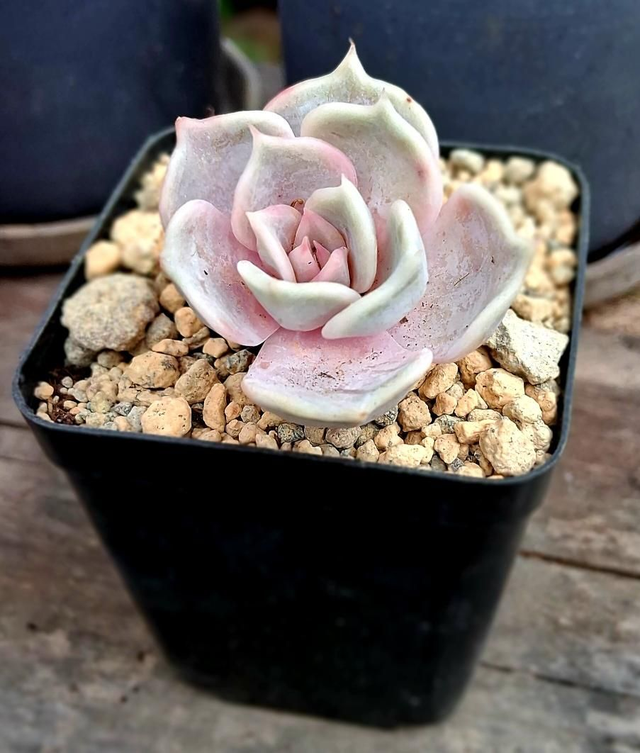 D08 . Echeveria lilacina vaso 5x5