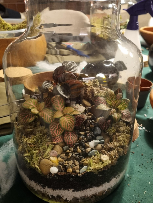 Terrarium Workshops 25th January 12-2pm