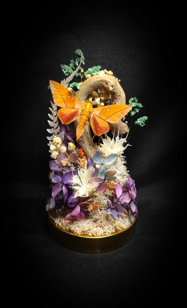 Diorama Papillon "Adeloneivaia Jason"