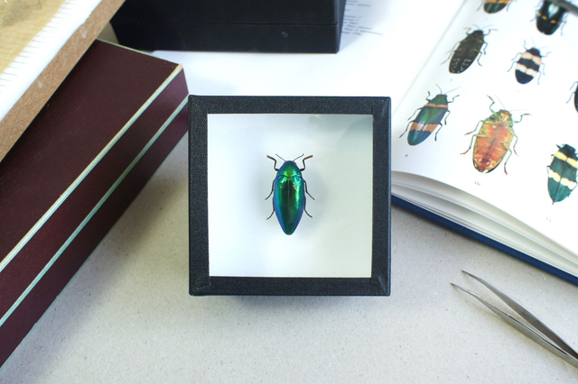 Sternocera aequisignata 