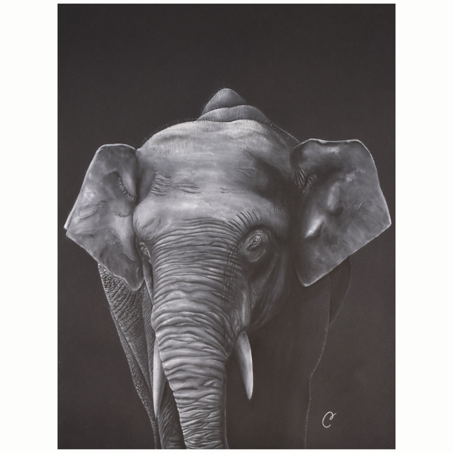 Eléphant de Bornéo - Aquarelle originale