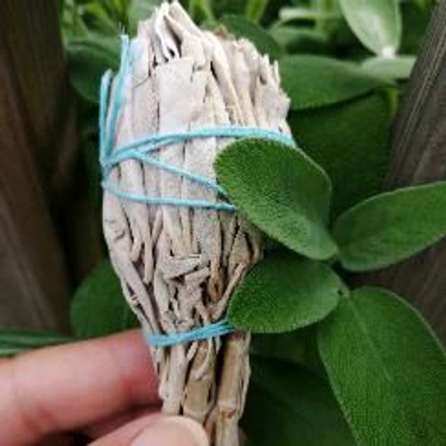 Salvia Bianca piccola