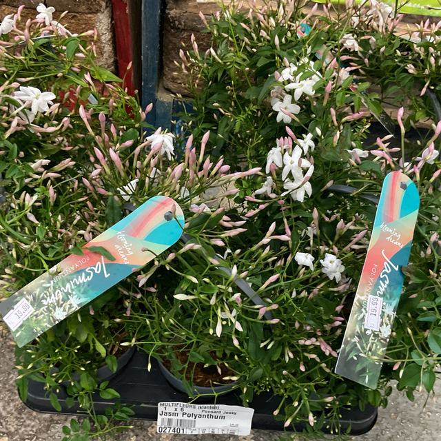 Jasmin polyanthum 
