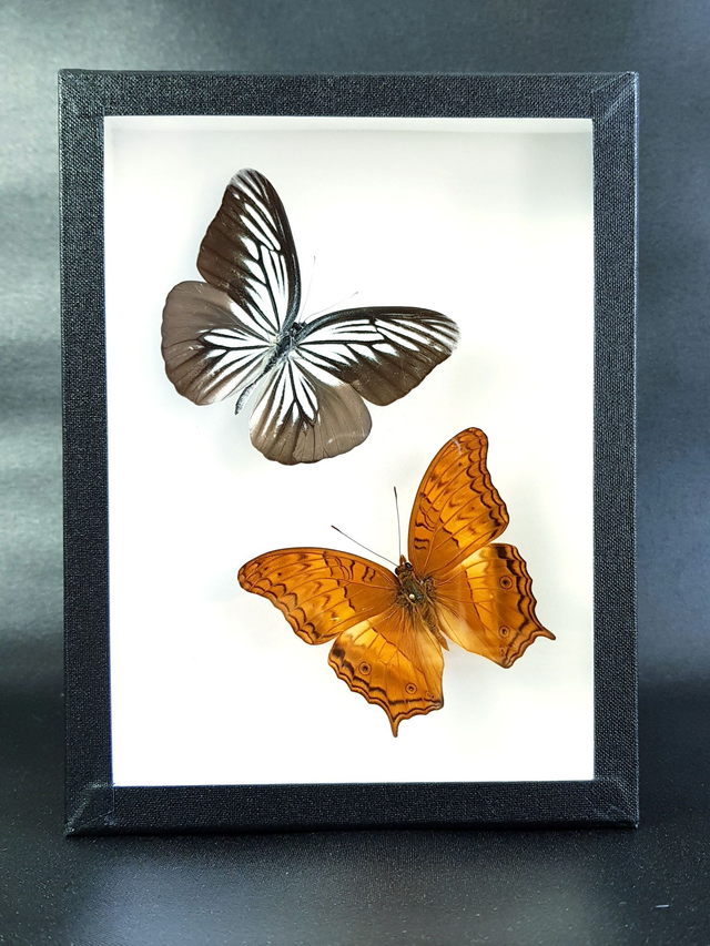 Pareronia tritaea / Vindula dejone