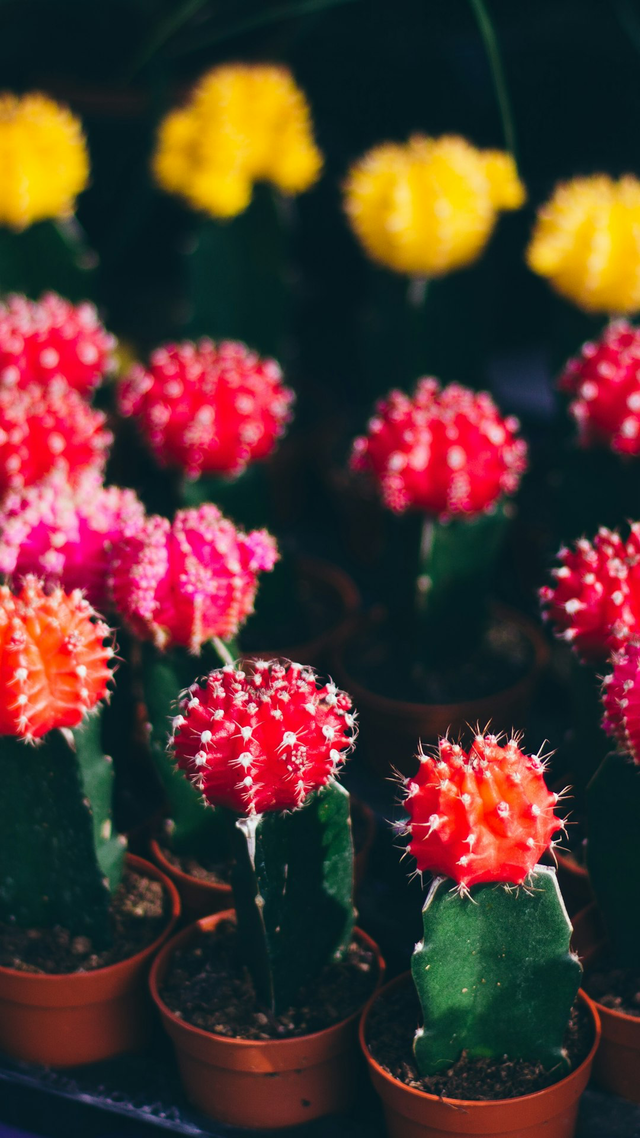 Cactus coloré et son pot amusant