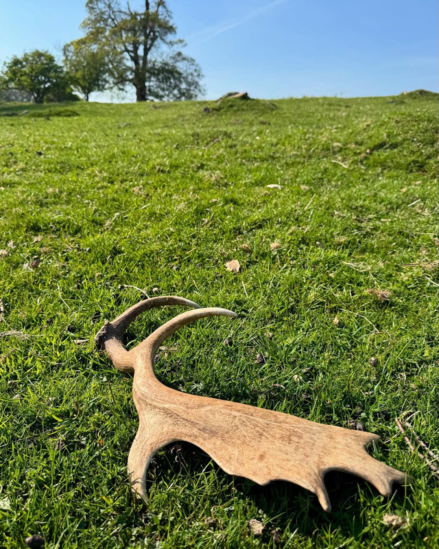 Fallow Antler from 2025