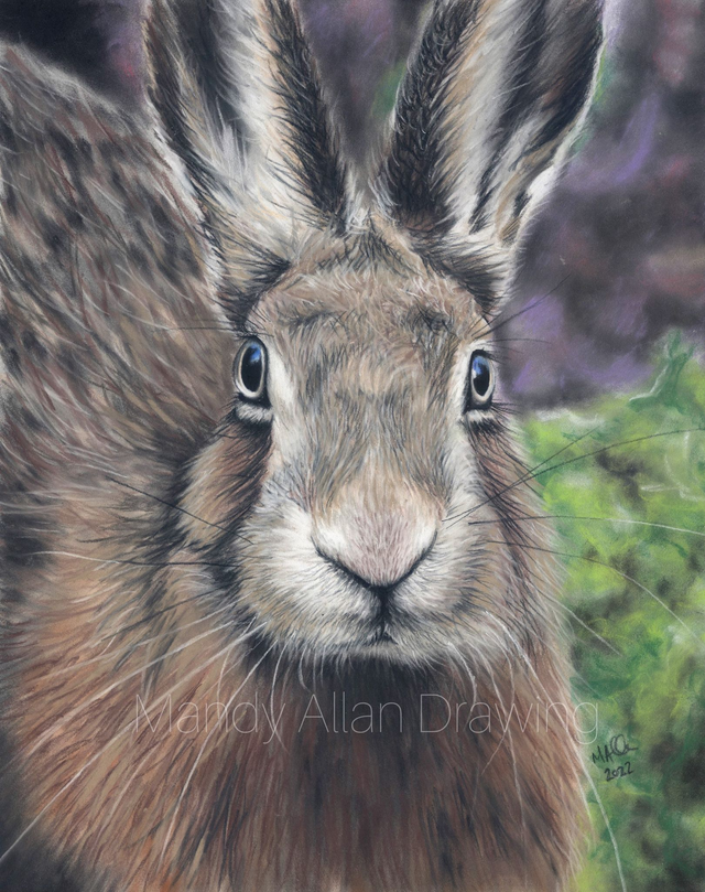 "Hare at Orrest Head" Limited Edition Art Print