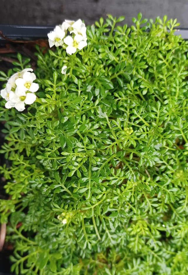 Pritzelago Crystal Carpet