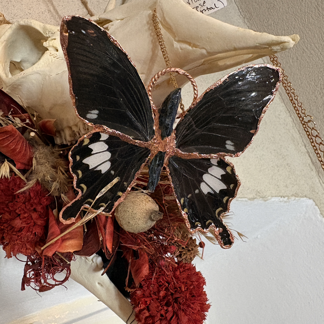 Memento Itineris -Rare beauty 