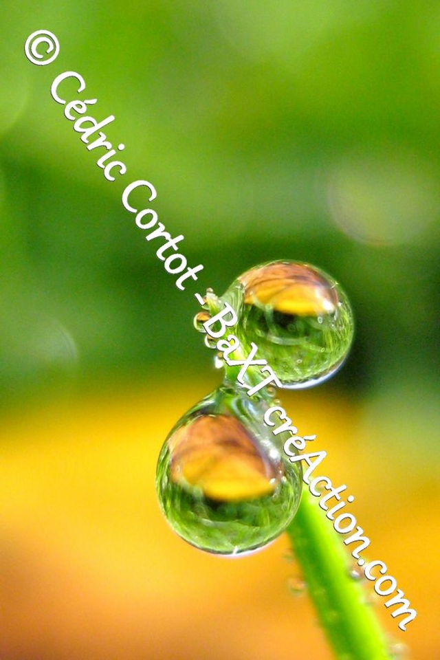 Impression sur alu dibond - Rosée et gouttes de pluie (ref 5506)