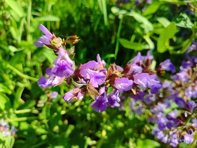 Sauge officinale - bio 25g