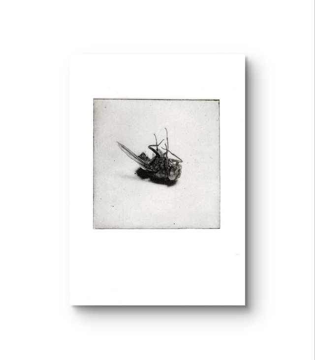 Flies "lay down"  handprint photogravure A6  