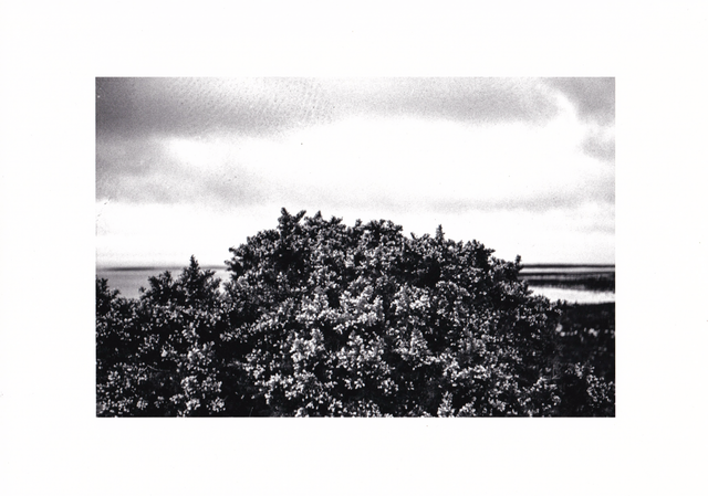 'Gorse' Photograph