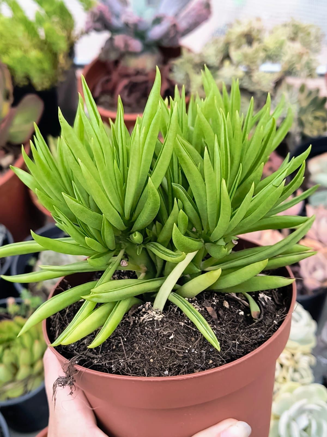 Peperomia ferreyrae 