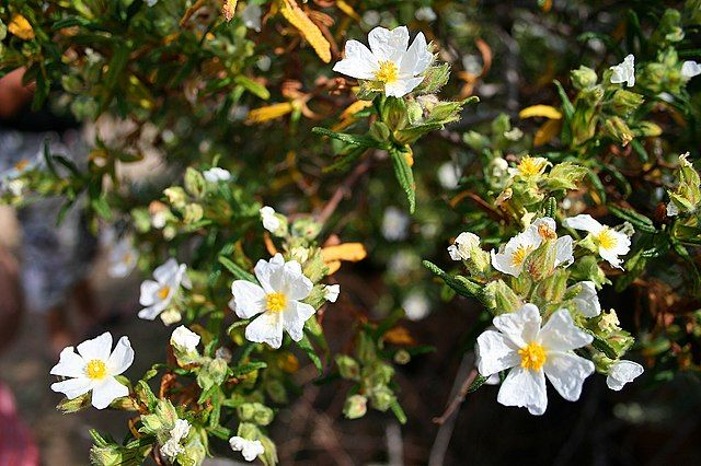 Ciste de Montpellier (Cistus monspeliensis) - Végétal local