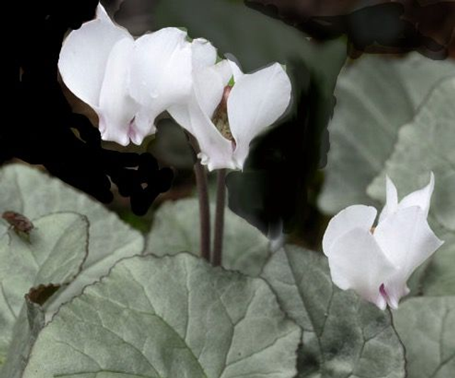 NEW!!! Cyclamen hederifolium 'Silver Leaf Album' P9