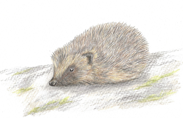 Hedgehog Giclee Print