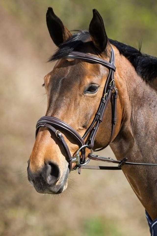 Bridon HFI Elegant muserolle combinée