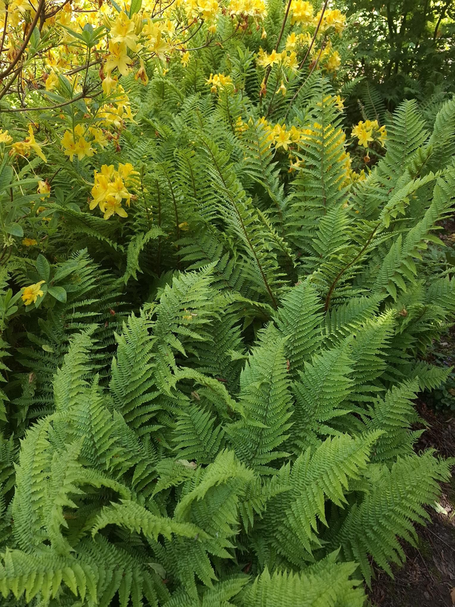 Dryopteris affinis 'Crispa' 2 litre