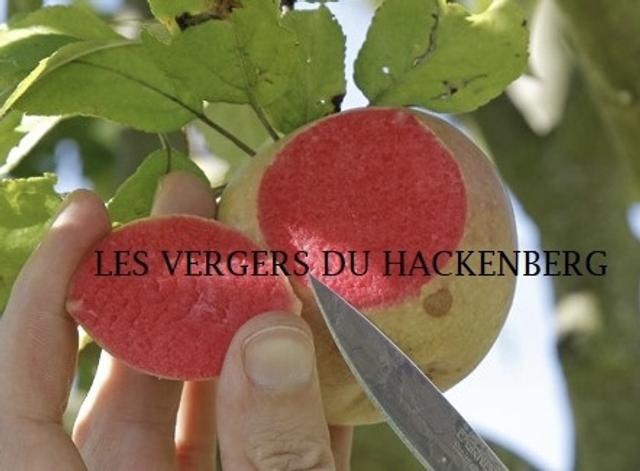 Grenadine - scion 1 an - racines nues