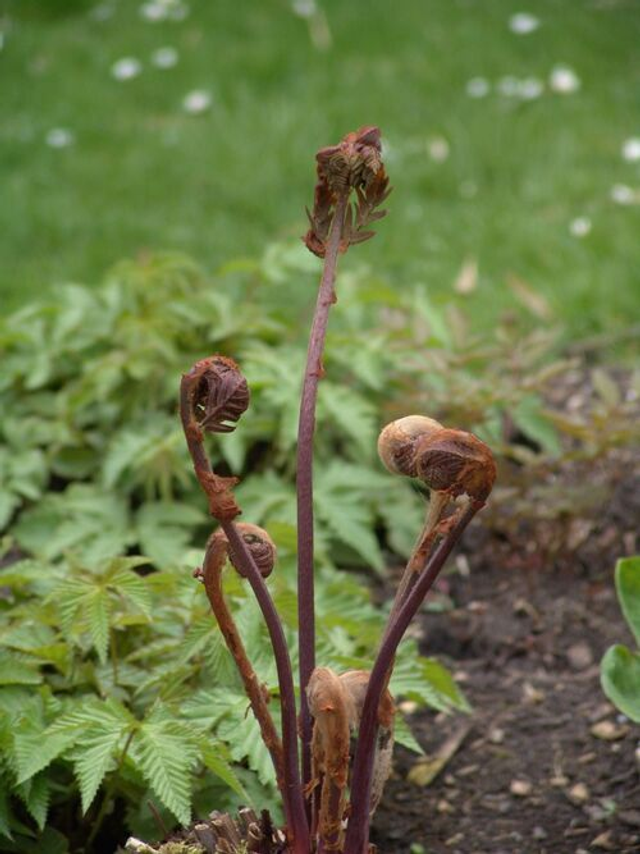 Osmunda regalis 'Purpurascens' Purple Royal fern 1 litre