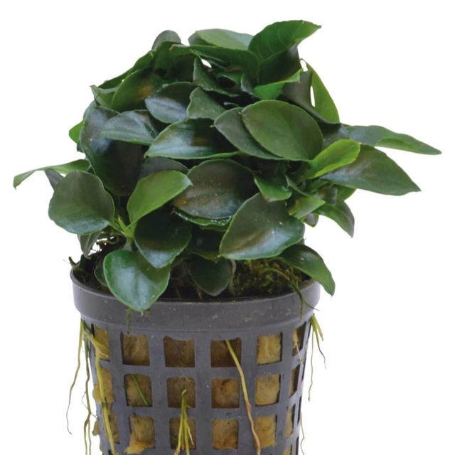 AP Anubias Nana Bonzai 8715897272202