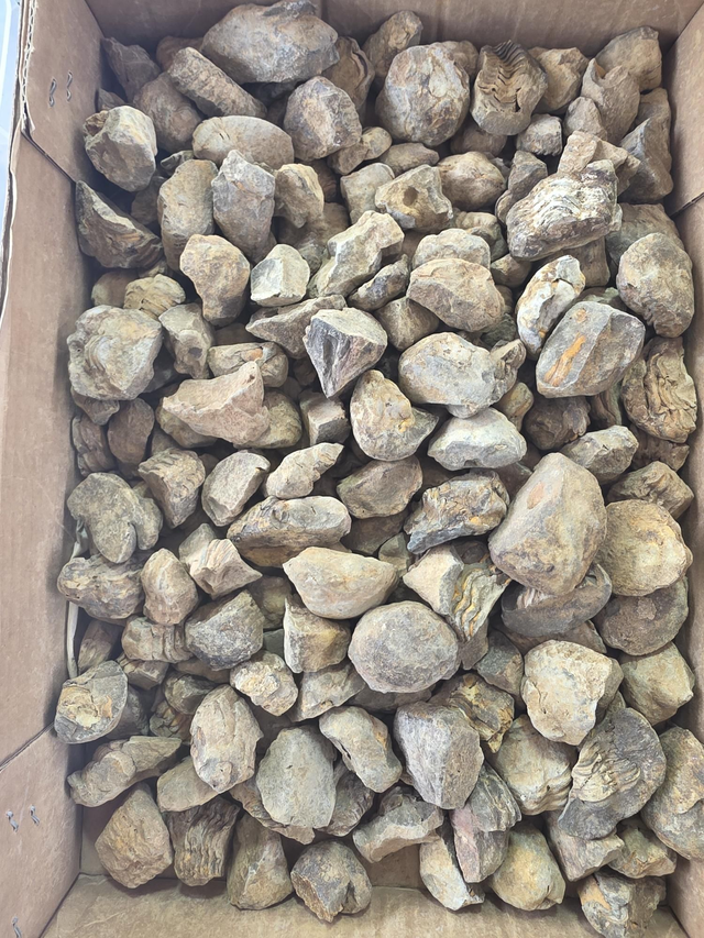 Flexicalymene trilobite part