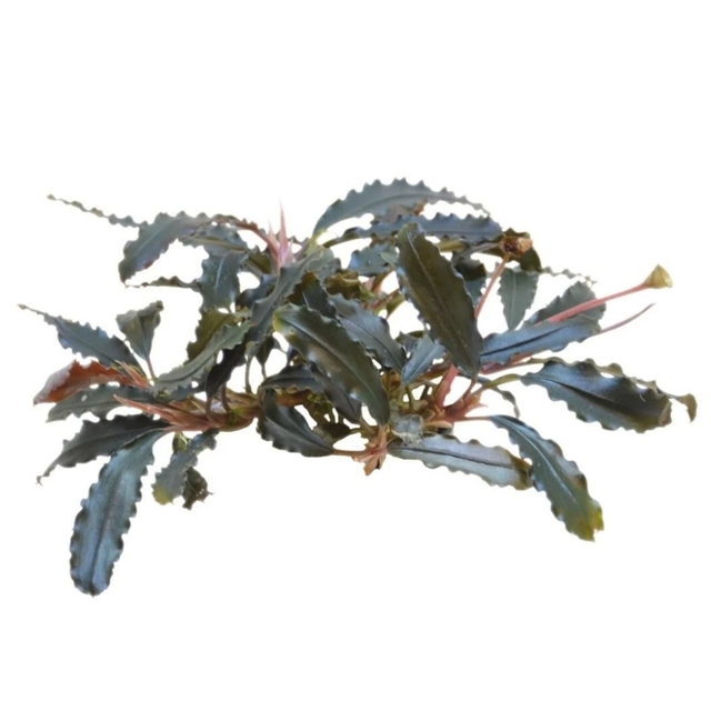 Easygrow Bucephulandra Biblis 8715897322310