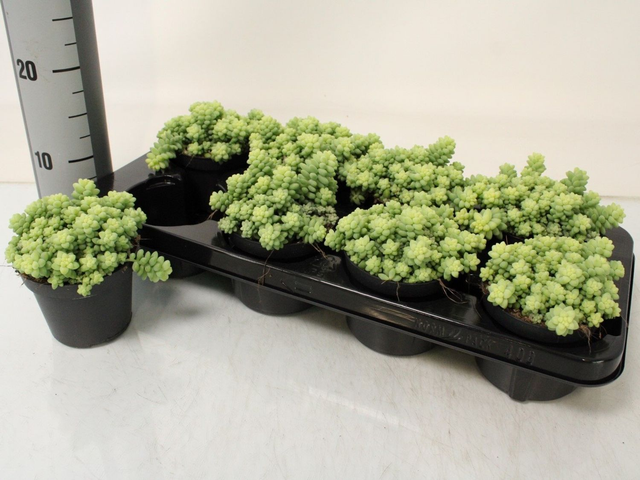 D24 . Sedum burrito