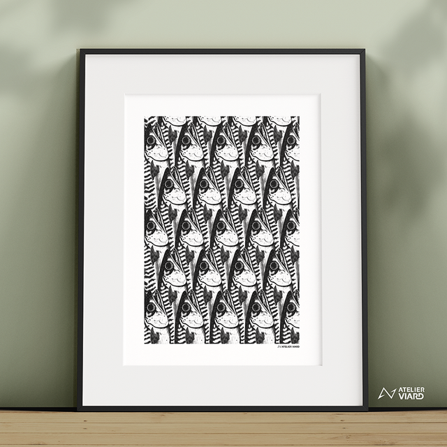 Les maquereaux  - Collection animaux