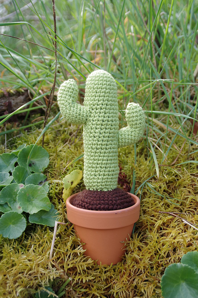 Plante Cactus