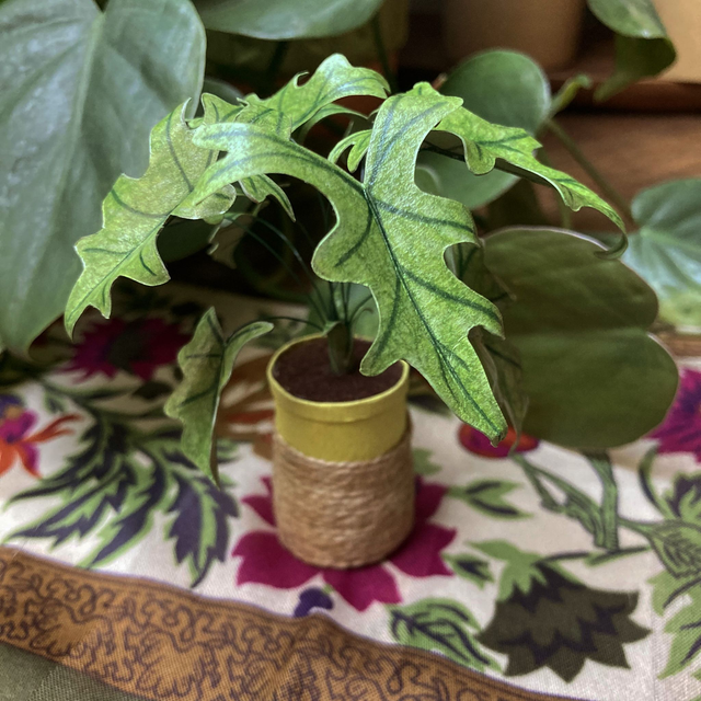 Alocasia &#039;Jacklyn&#039; 