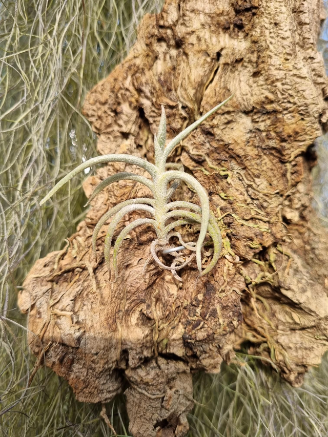 Tillandsia mandonii