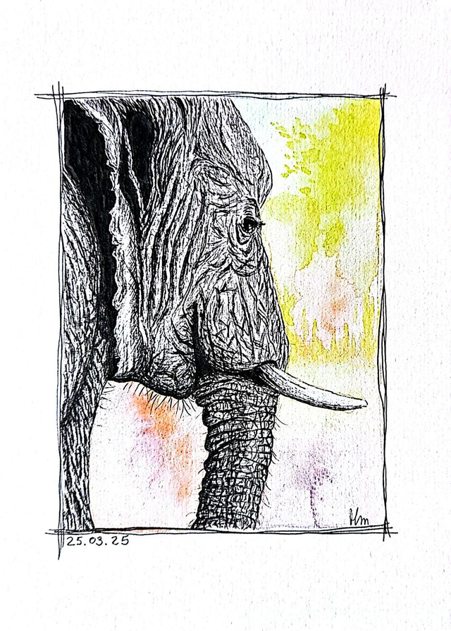 La sérénité de l'éléphant