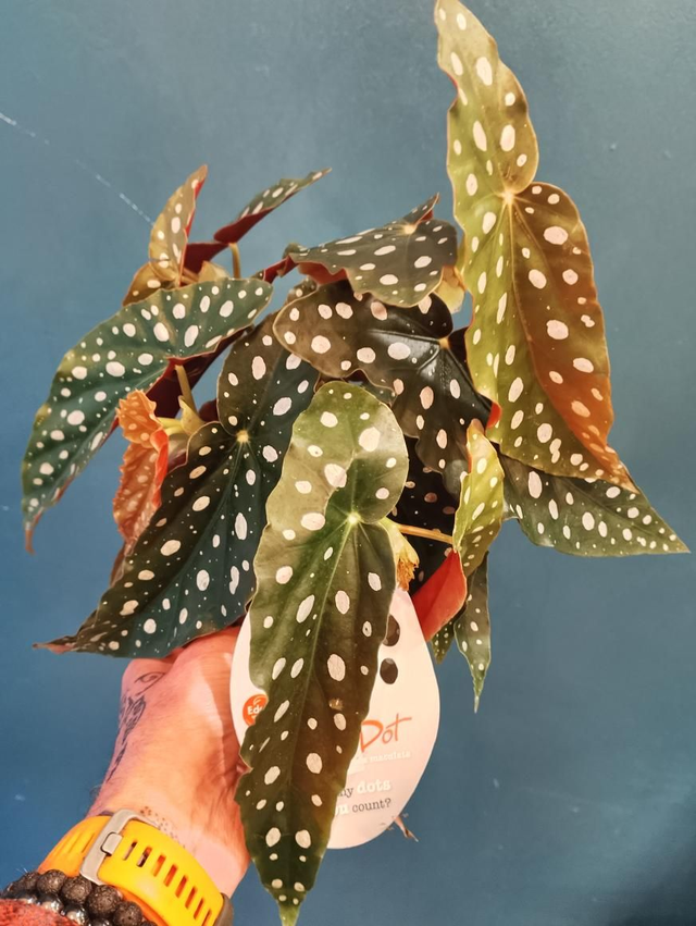 Begonia maculata in 12cm pot 