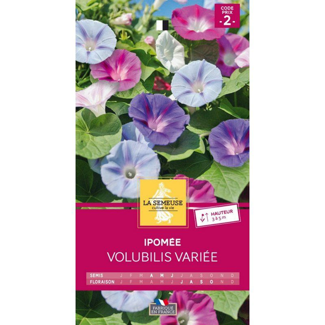 IPOMEE VOLUBILIS VARIEE